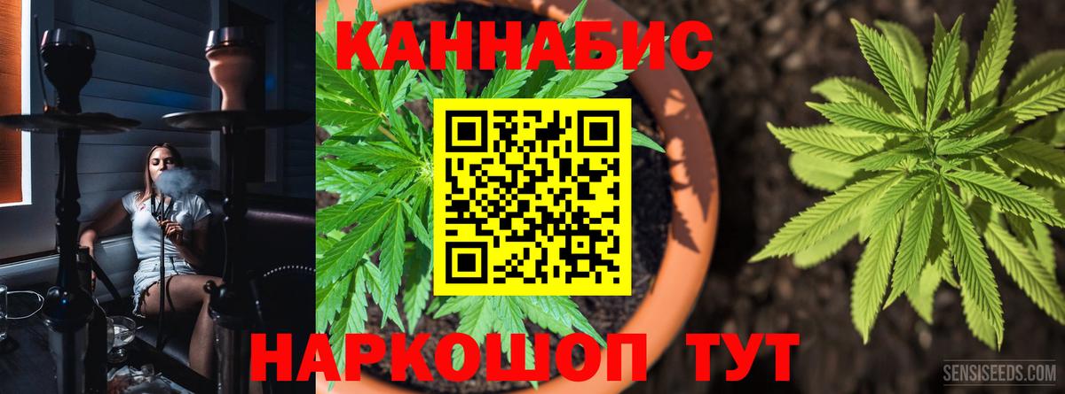 Конопля гибрид Гудермес